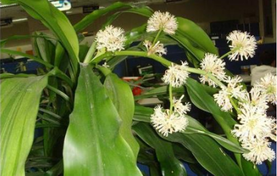 水培萬年青的養(yǎng)殖方法和注意事項，學會以下三個步驟即可