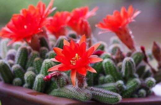 白檀仙人掌不開花怎么辦，缺乏光照是主要原因