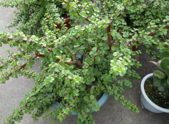 小碧玉怎么養(yǎng)，教你七種簡單易學(xué)基本方法