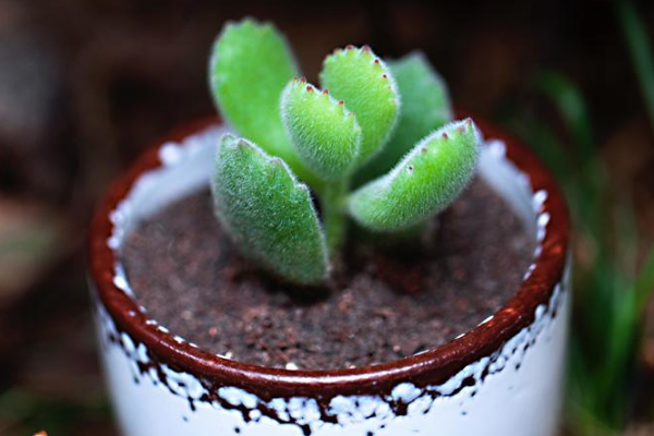 多肉植物熊童子掉葉子，找出問題的原因及時(shí)處理