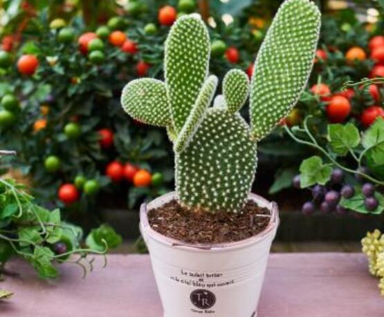 仙人掌沒根能活嗎，能活/傷口消毒晾干、重新移植上盆