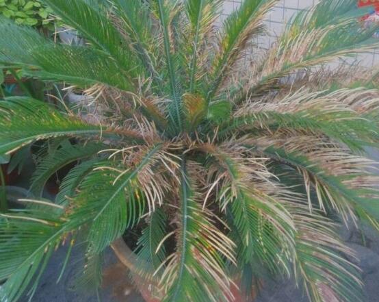 鐵樹葉子發(fā)黃怎么辦，鐵樹葉子發(fā)黃解決辦法