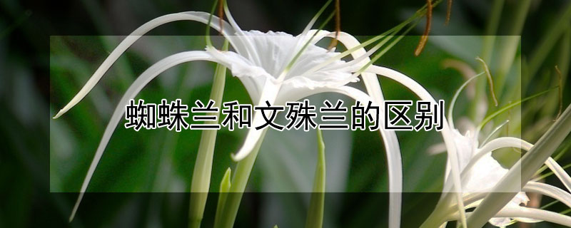 蜘蛛蘭和文殊蘭的區(qū)別