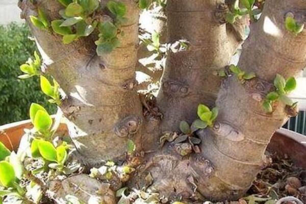 玉樹(shù)枝干爛了怎么辦