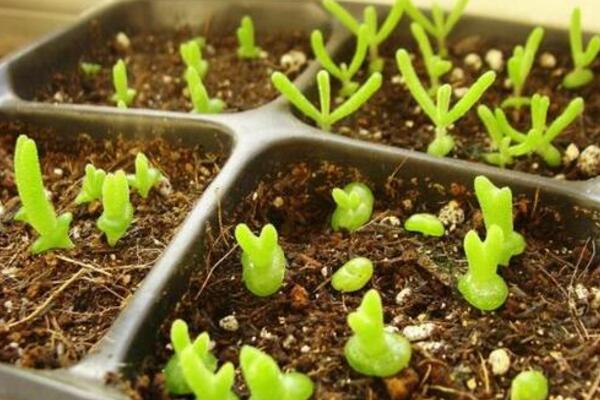 碧光環(huán)播種多久能長(zhǎng)大，種后一星期發(fā)芽四個(gè)月長(zhǎng)大