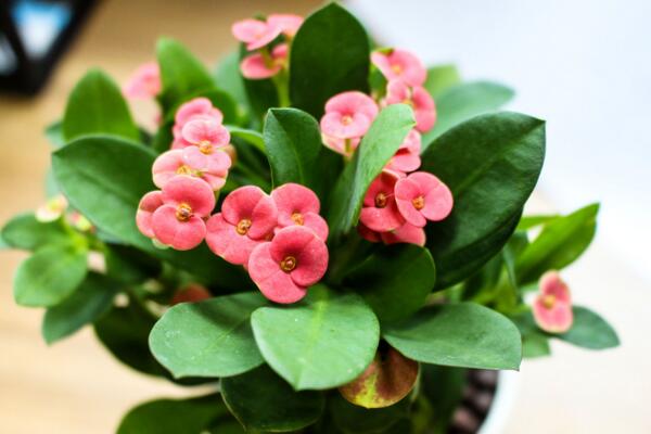 虎刺梅開花為何不紅了，可能是光照不足導(dǎo)致