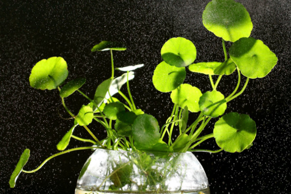 銅錢草冬天怎么養(yǎng)