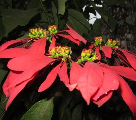 一品紅如何剪枝，春夏季節(jié)修剪最好(兩次摘心)