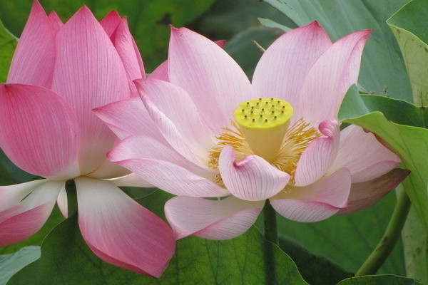 荷花冬天放室內(nèi)會(huì)開(kāi)么