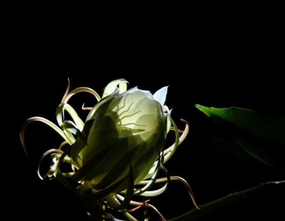 曇花怎么施肥，腐熟的有機(jī)肥為主/陰天施肥最佳