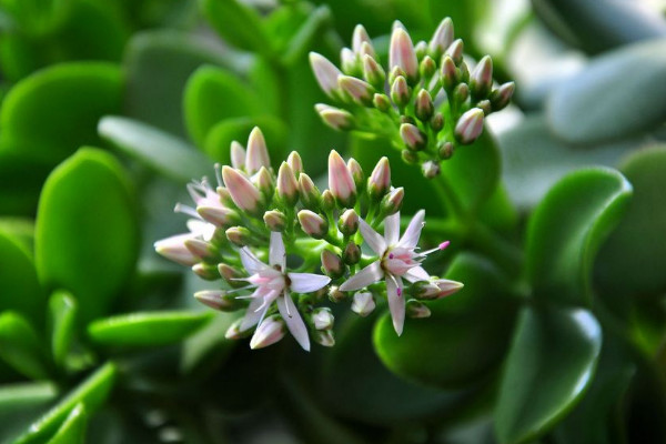 玉樹怎么修剪，不同時期修剪側(cè)重不同