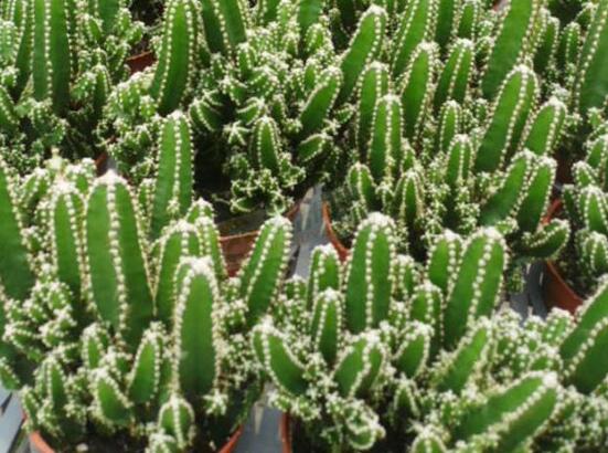 好看的仙人掌圖片欣賞，純天然氧吧，釋放氧氣