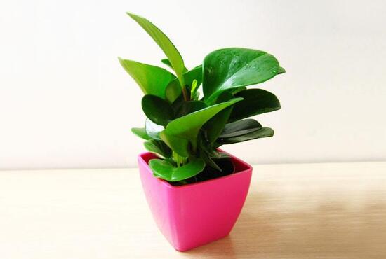 盆栽碧玉怎么澆水，碧玉澆水方法