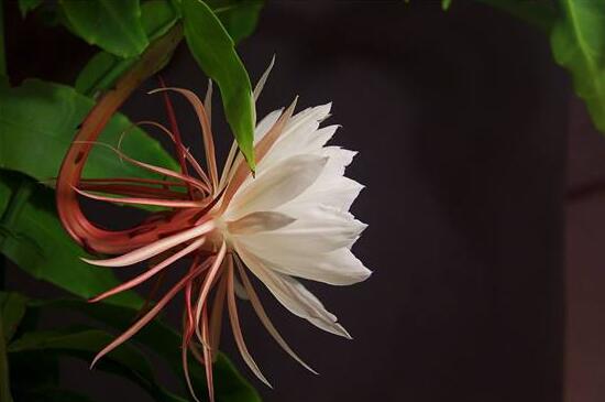 曇花葉插注意事項，只需要注意這五點即可