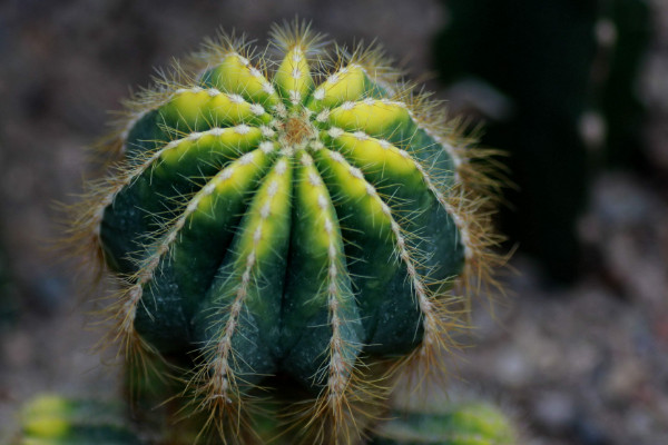 仙人球品種有哪些，根據食用型/長勢/花刺等方面劃分