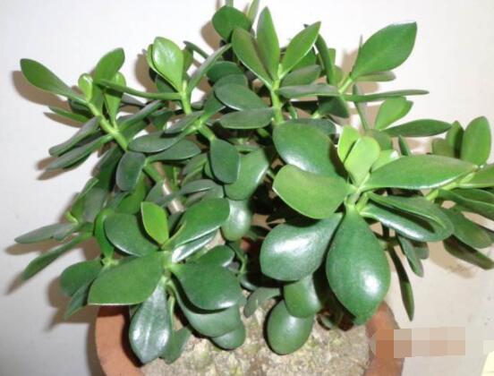 家里養(yǎng)玉樹有什么寓意，家庭和諧、事業(yè)順暢，學(xué)業(yè)有成