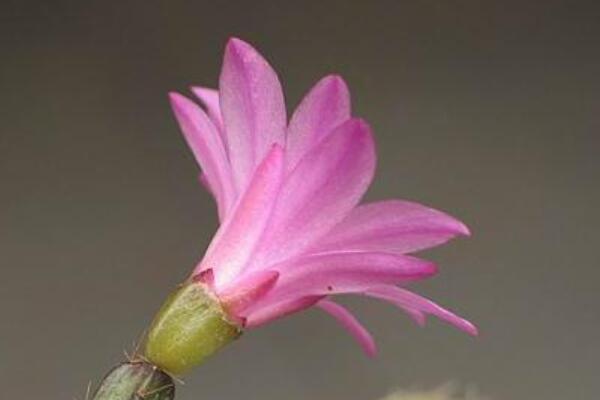 假曇花夏天怎么養(yǎng)護(hù)