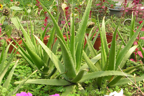 蘆薈的養(yǎng)殖方法，及時(shí)除草避免養(yǎng)分流失