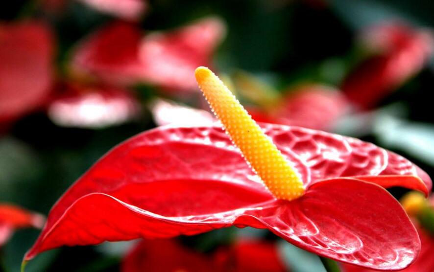 紅掌用什么土栽培，疏松、透氣、有營養(yǎng)很關(guān)鍵