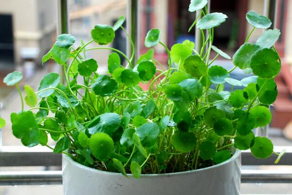 銅錢草冬天怎么養(yǎng)，及時(shí)搬入室內(nèi)進(jìn)行保暖
