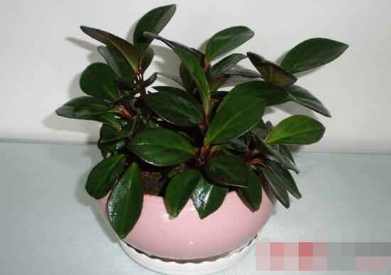 紫邊碧玉椒草的養(yǎng)殖方法和注意事項嗎，老農(nóng)教你六大基本養(yǎng)殖方法