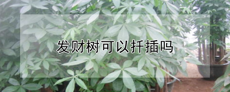 發(fā)財樹可以扦插嗎