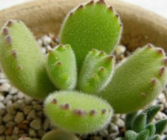 熊童子徒長怎么辦，做好四個(gè)要點(diǎn)生長健壯飽滿