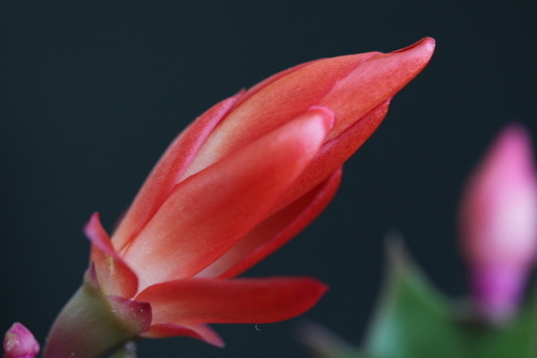 蟹爪蘭冬季的養(yǎng)殖方法和注意事項