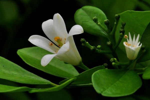 九里香盆景怎么養(yǎng)