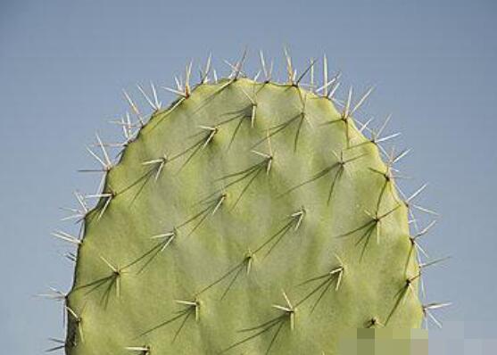 仙人掌變黃的原因是什么，四種原因以及解決方法