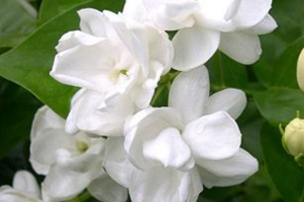 茉莉不發(fā)芽怎么辦