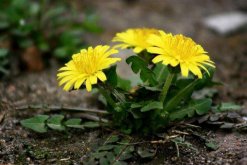 蒲公英有毒嗎，沒(méi)有毒但是有很多地方需要注意