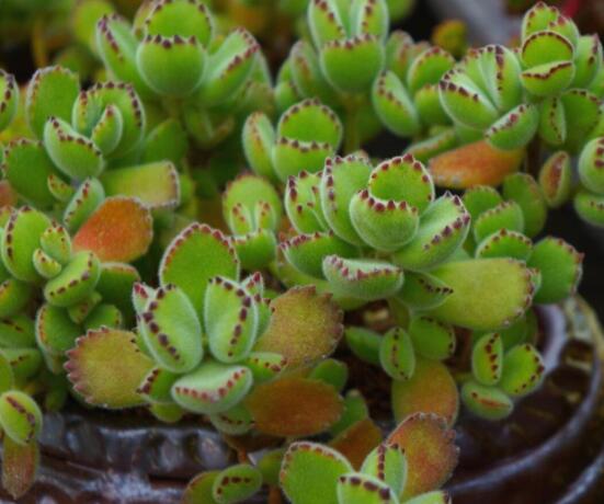 熊童子開花寓意，一片生機(jī)勃勃的綠色景象(美好寓意)