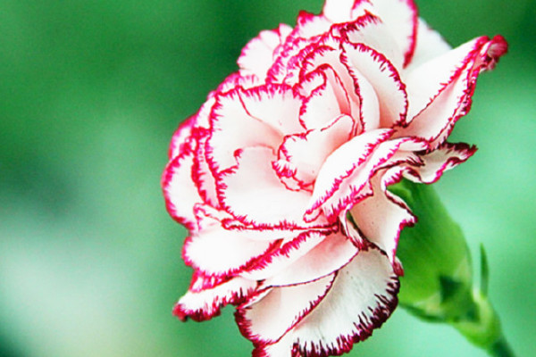 康乃馨花籽什么時候播種