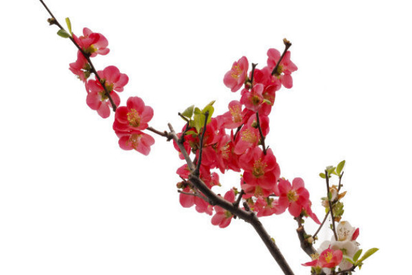 梅花養(yǎng)殖方法和注意事項(xiàng)