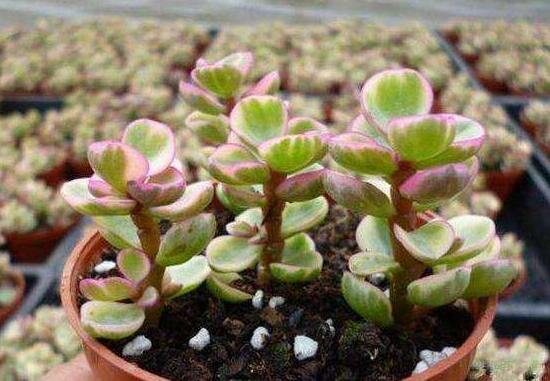 雅樂之舞為什么不紅，做好合適盆土/保持充足光照