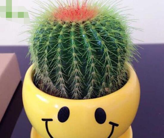 仙人球防輻射嗎，不能/只能防太陽紫外線(光學(xué)輻射)