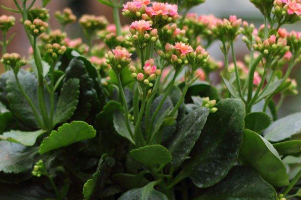 長(zhǎng)壽花只長(zhǎng)葉子不開花