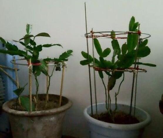 曇花的繁殖方法，盤(pán)點(diǎn)最常見(jiàn)的三種繁殖方法(扦插/播種/嫁接)