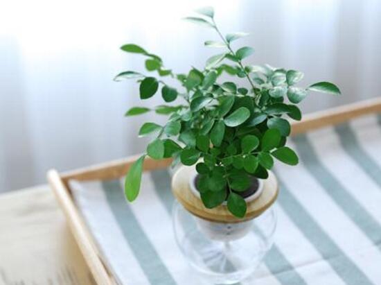 九里香可以水培嗎，九里香水培的養(yǎng)殖方法