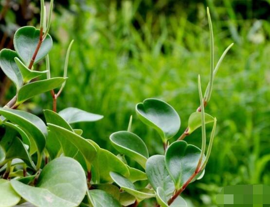 碧玉剪一小段能水培嗎，做好這簡(jiǎn)單四步可水培爆盆