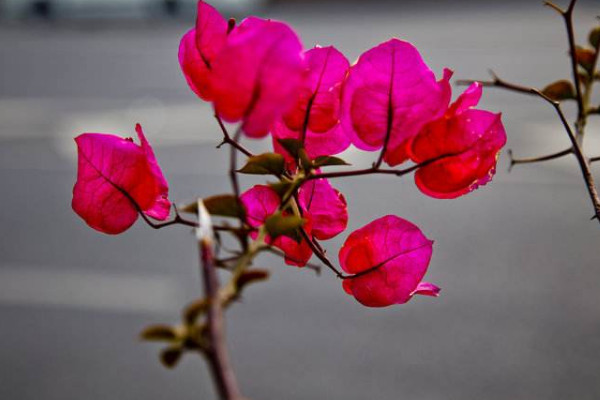 巴西三角梅的養(yǎng)殖方法和注意事項(xiàng)