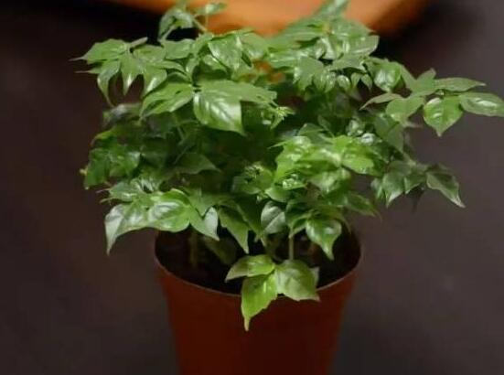 幸福樹的寓意，象征著家庭和美，幸?？鞓? src="/nongye/d/file/20201223/o5e4zfpe2mg.jpg" style="width: 554px; height: 408px;" / data-Se6a="SJ4nrk"></p>
<p data-wbX7="EU5ANk">
	<strong data-Gc6Y="Tyxma2">1、</strong>在很久以前一個村莊，有著一顆神奇的幸福樹，它有著一種特殊的魔力，就是能將天下的有情人都找到屬于自己的幸福。</p>
<p data-E5O6="hW30b0">
	<img alt=