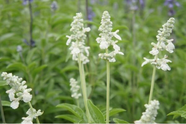 薰衣草種植方法全過(guò)程，薰衣草播種繁殖步驟