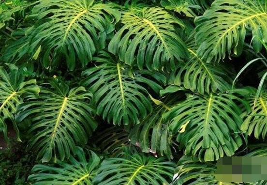 家里養(yǎng)龜背竹好嗎，吸收甲醛、凈化空氣、招財增壽