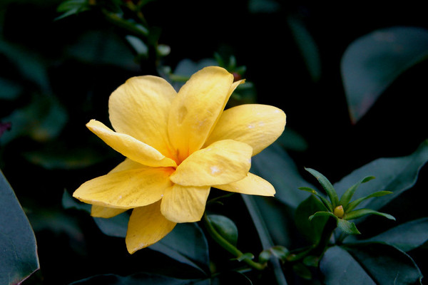 迎春花可以水培嗎