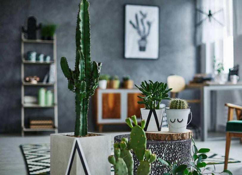 仙人掌的養(yǎng)殖方法和注意事項，小白都能學(xué)會的種植方法和技巧