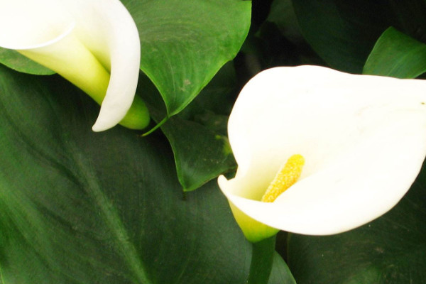 馬蹄蓮鮮花的養(yǎng)護方法