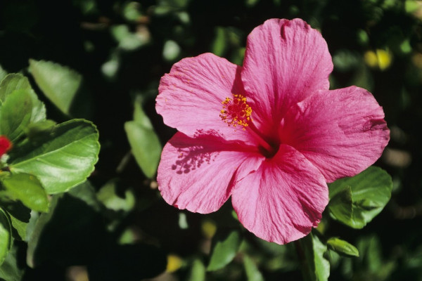 芙蓉花有什么特點(diǎn)