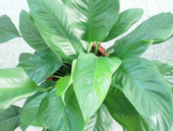 一帆風(fēng)順蔫了怎么補(bǔ)救，四種原因以及補(bǔ)救辦法